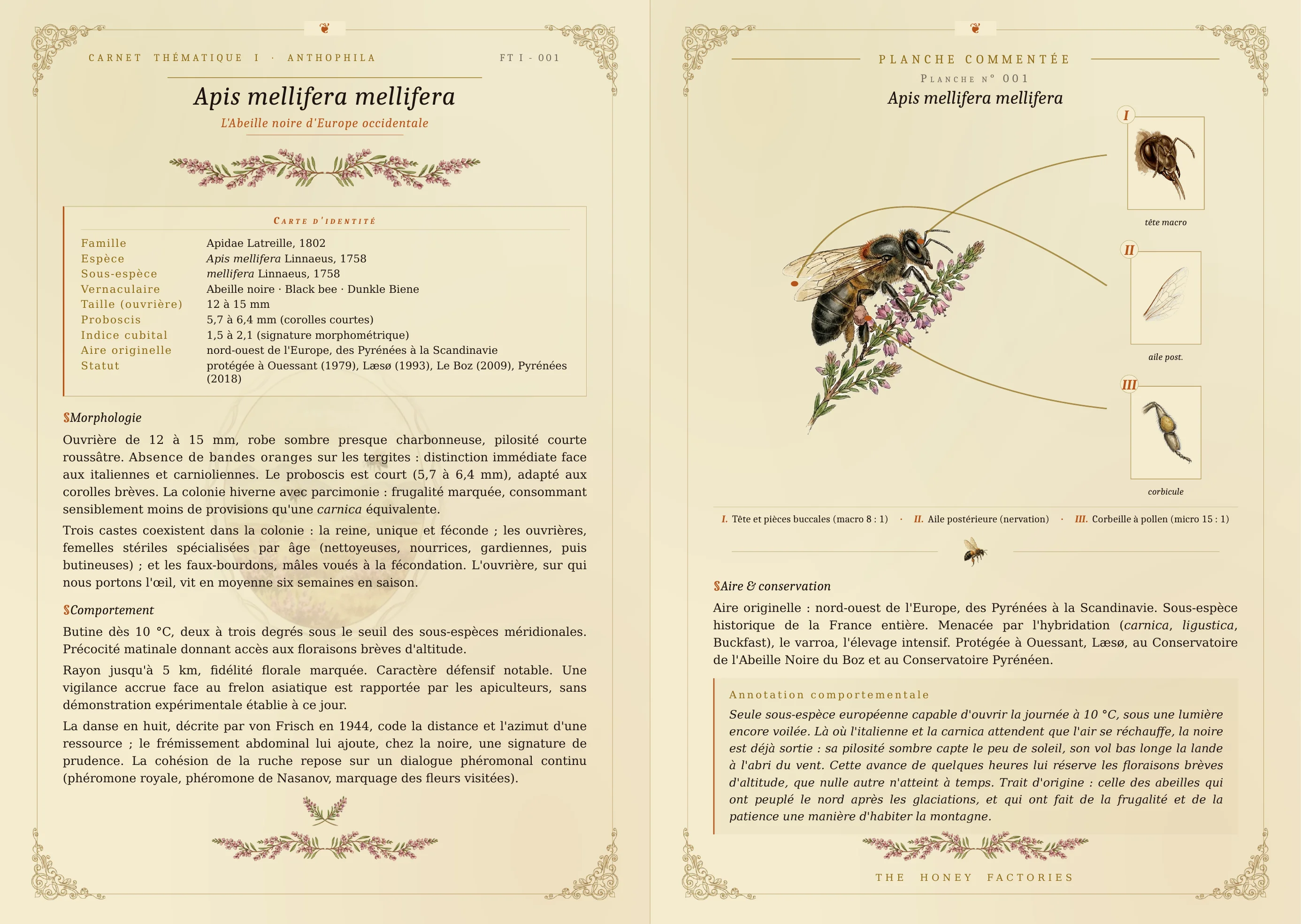 Planche (moitie gauche) Apis mellifera mellifera