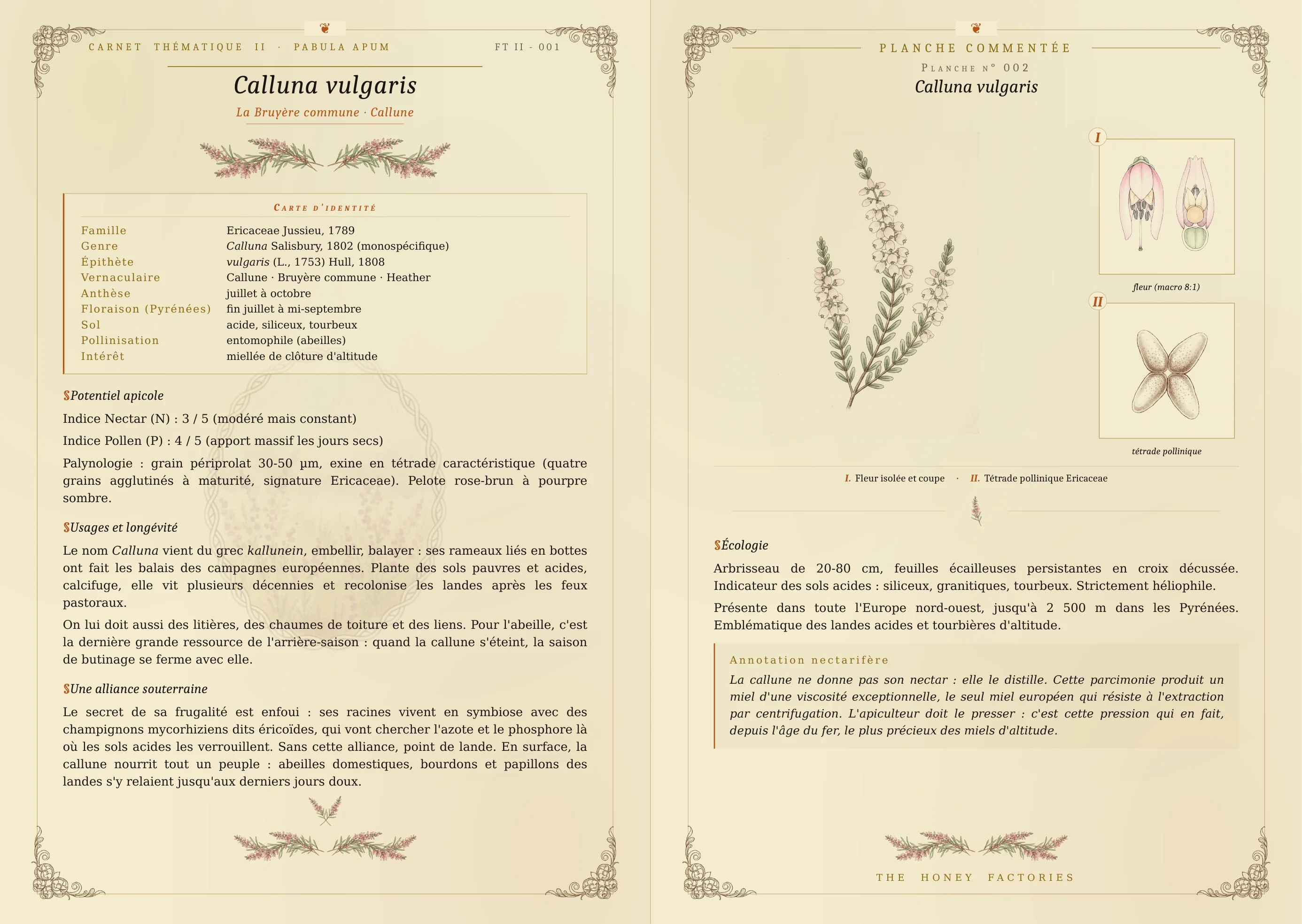 Planche (moitie gauche) Calluna vulgaris
