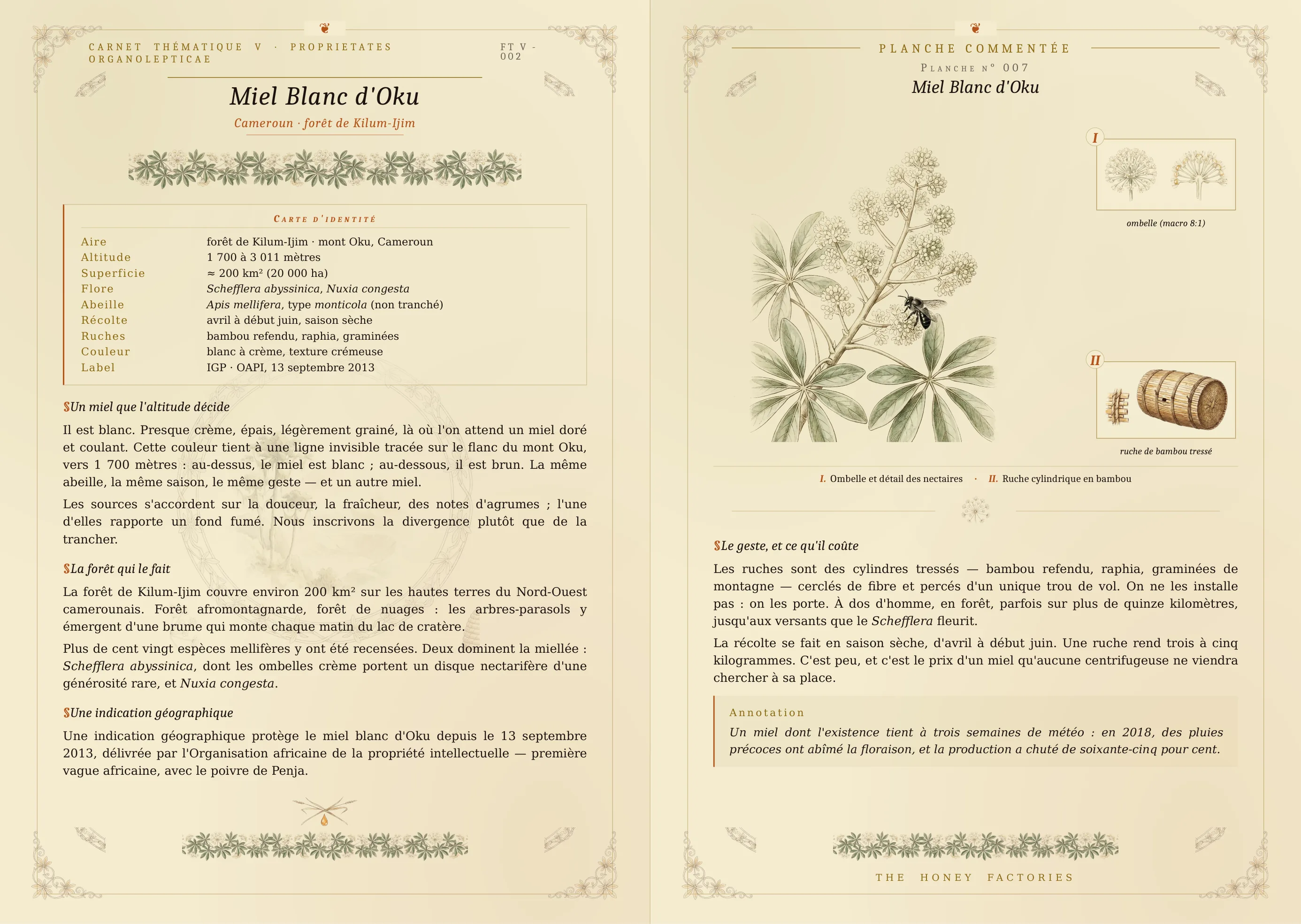 Planche naturaliste Miel Blanc d'Oku : pot de miel blanc crémeux sur fond ivoire, zoom macro ombelle de Schefflera abyssinica et détail des nectaires, zoom ruche cylindrique en bambou tressé de la forêt de Kilum-Ijim, légendes manuscrites en français sur fond papier vieilli. [PROPOSÉ — à confirmer Babette, aucune planche en ligne préexistante]